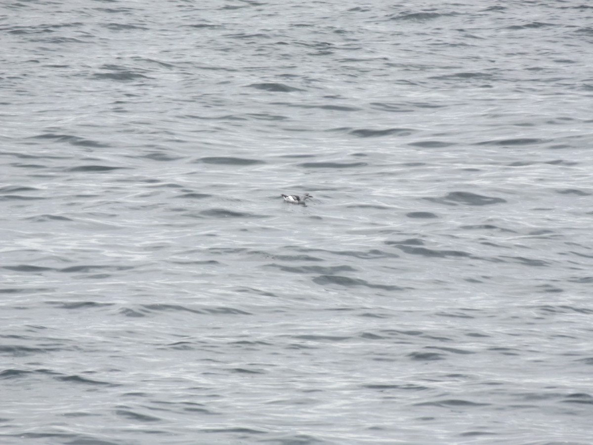 Black-bellied Plover - ML643550925