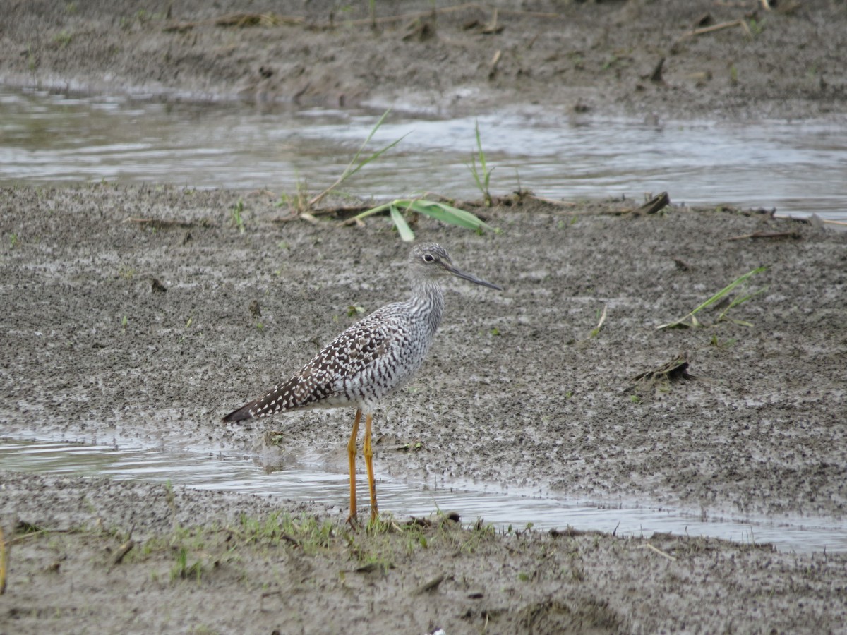 Greater Yellowlegs - ML643550926