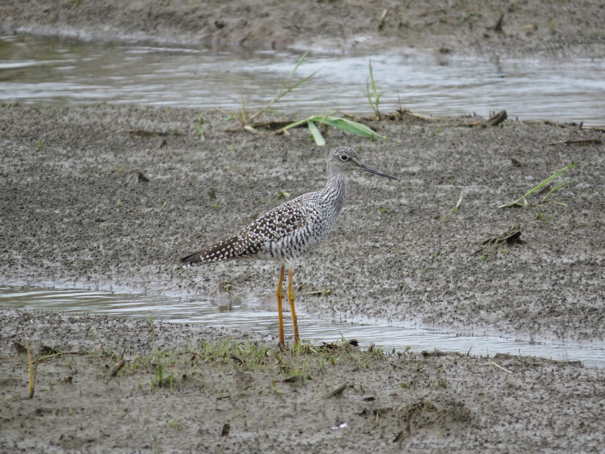 Greater Yellowlegs - ML643550927