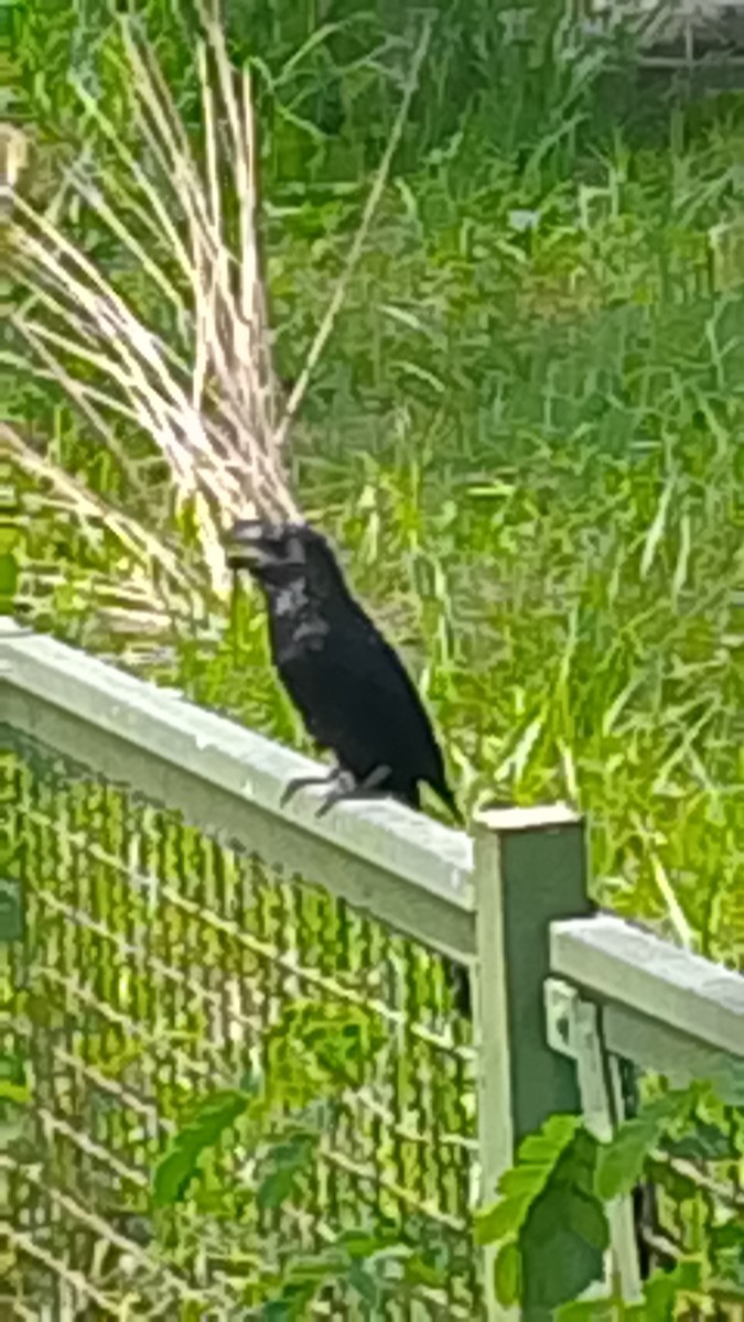 Smooth-billed Ani - ML643550929