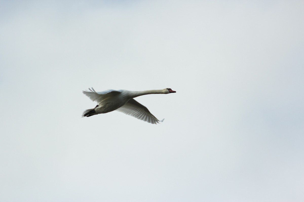 Mute Swan - ML643550930
