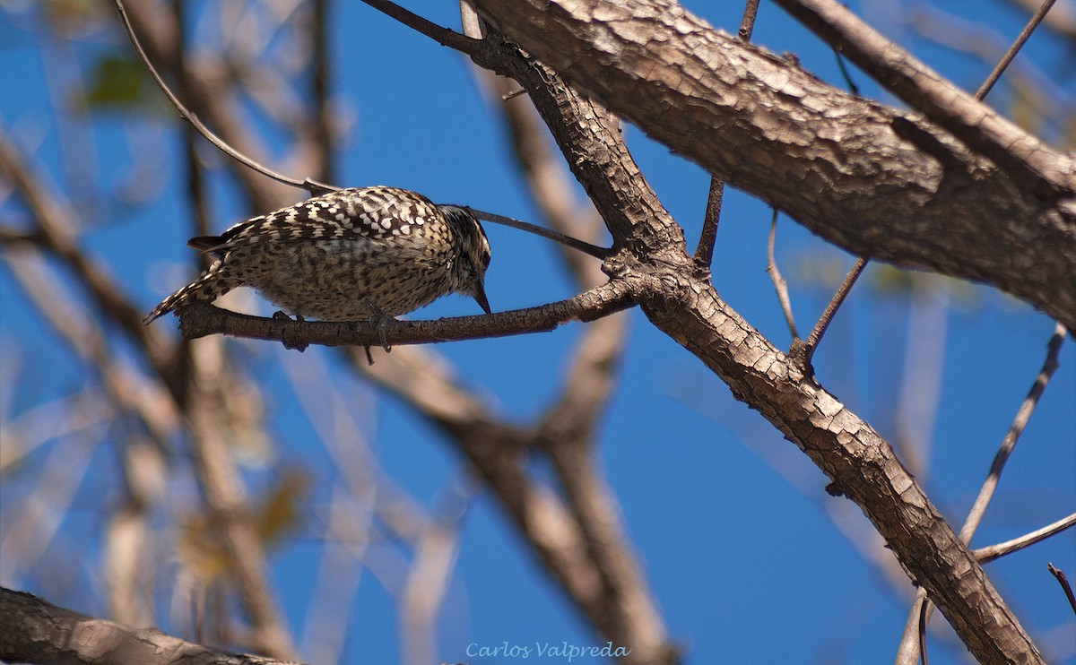 Checkered Woodpecker - ML643550933