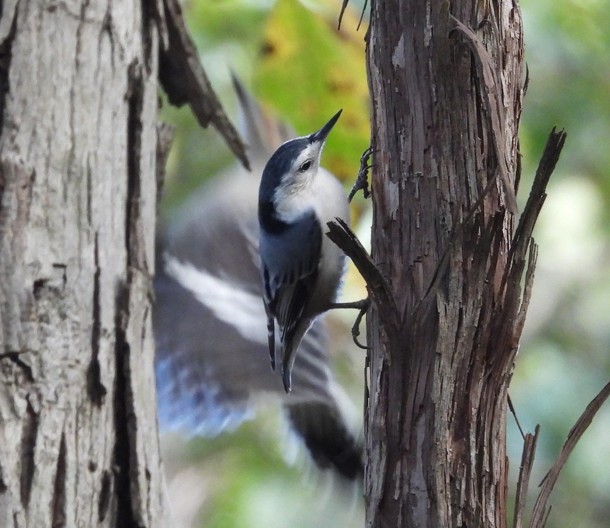 White-breasted Nuthatch - ML643550934
