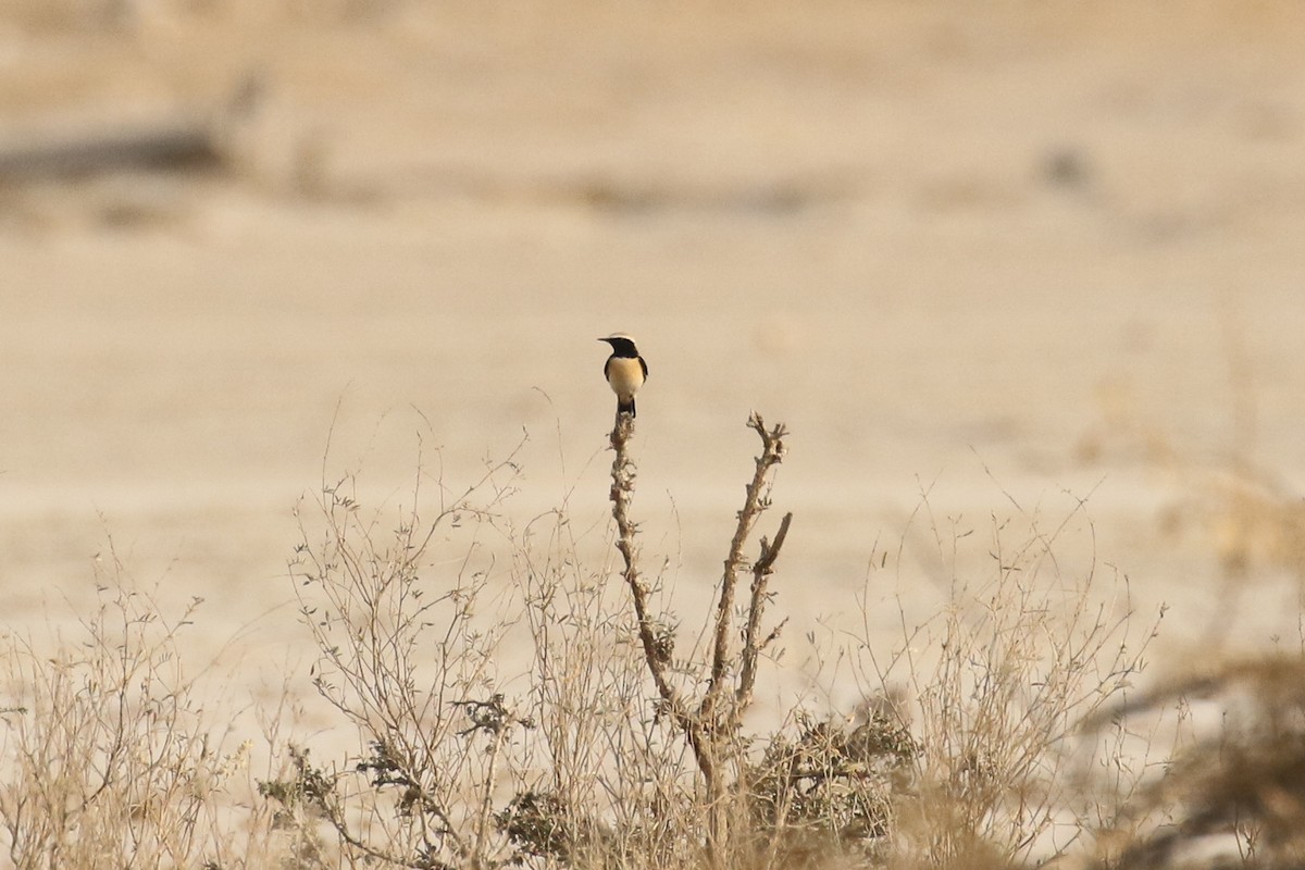 Desert Wheatear - ML643550935