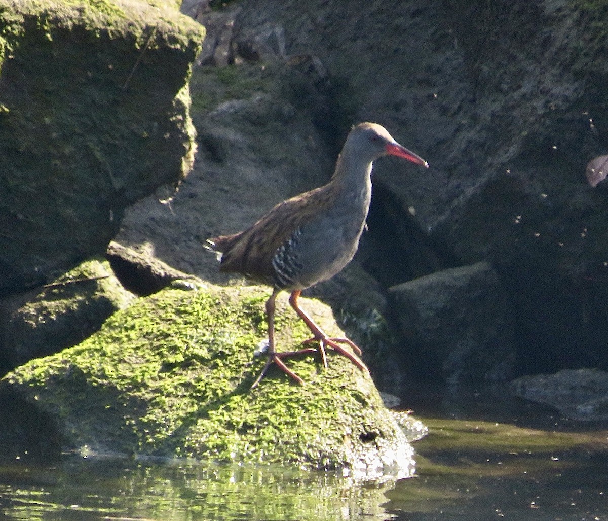 Water Rail - ML643550936