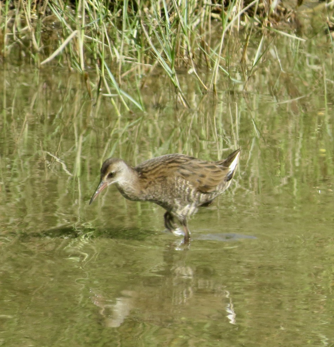 Water Rail - ML643550937