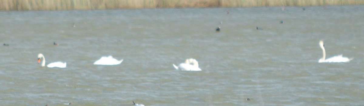 Mute Swan - ML643550938