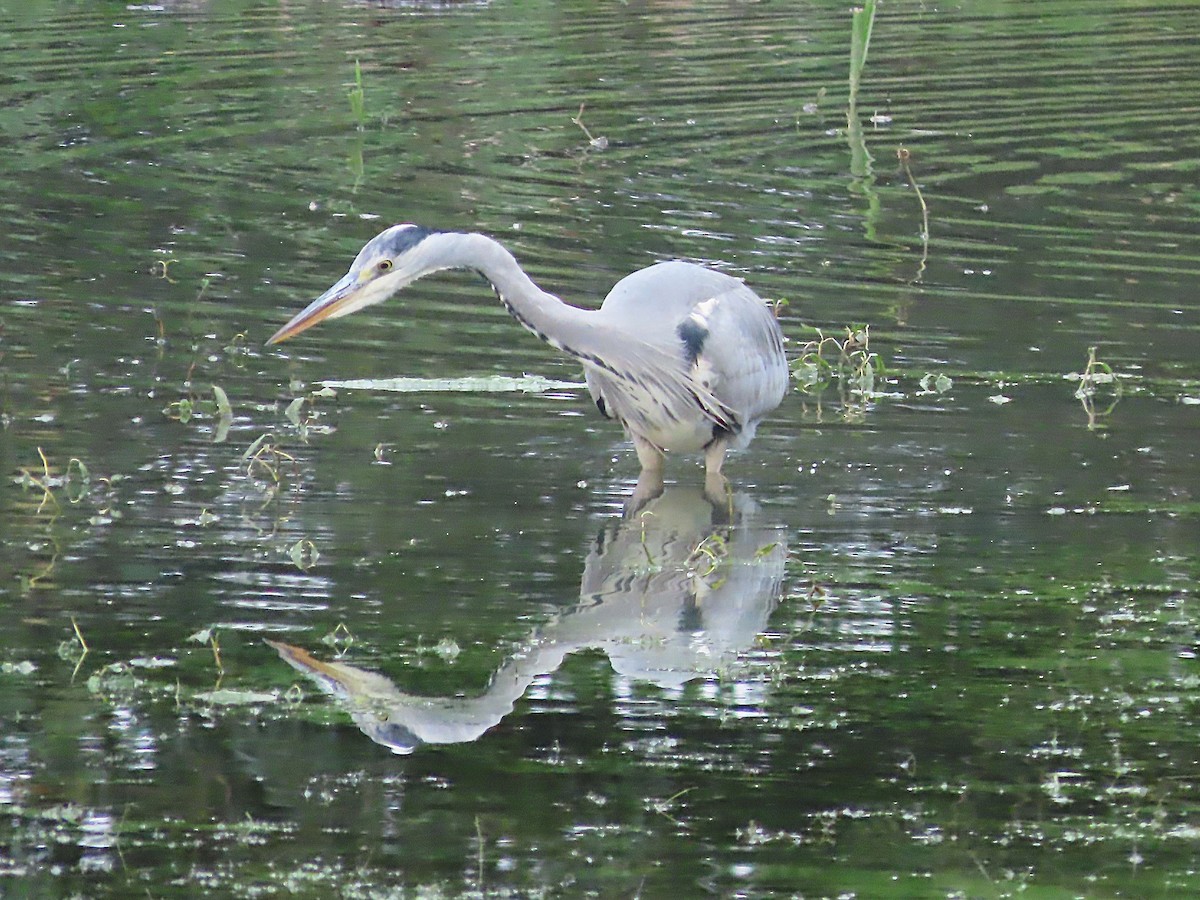 Gray Heron - ML643550939