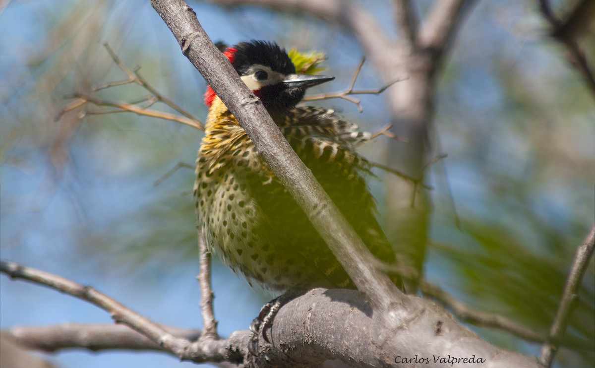 Green-barred Woodpecker - ML643550941