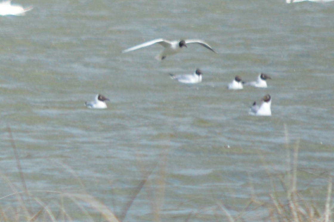Black-headed Gull - ML643550945