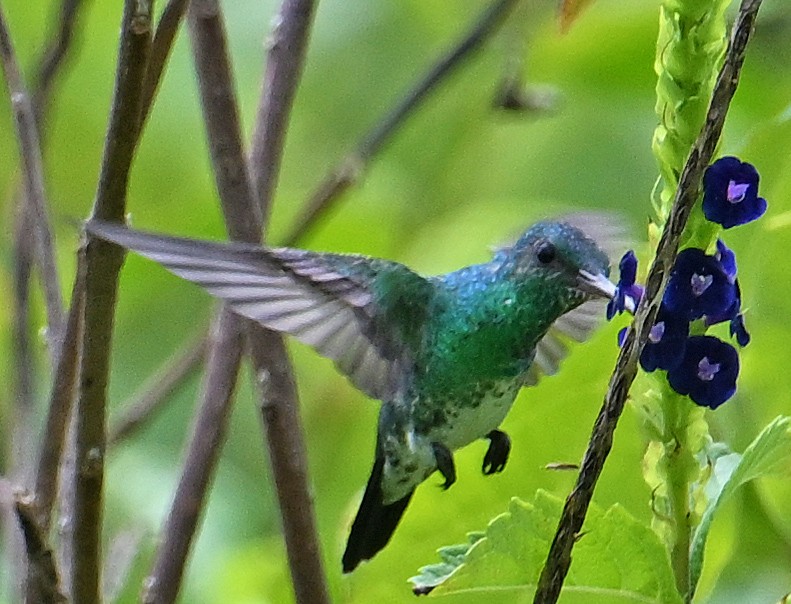 Shining-green Hummingbird - ML643550946