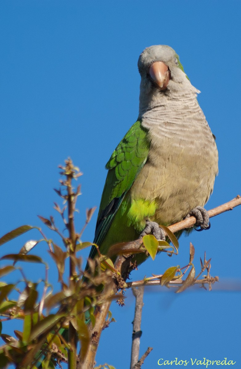 Monk Parakeet - ML643550953