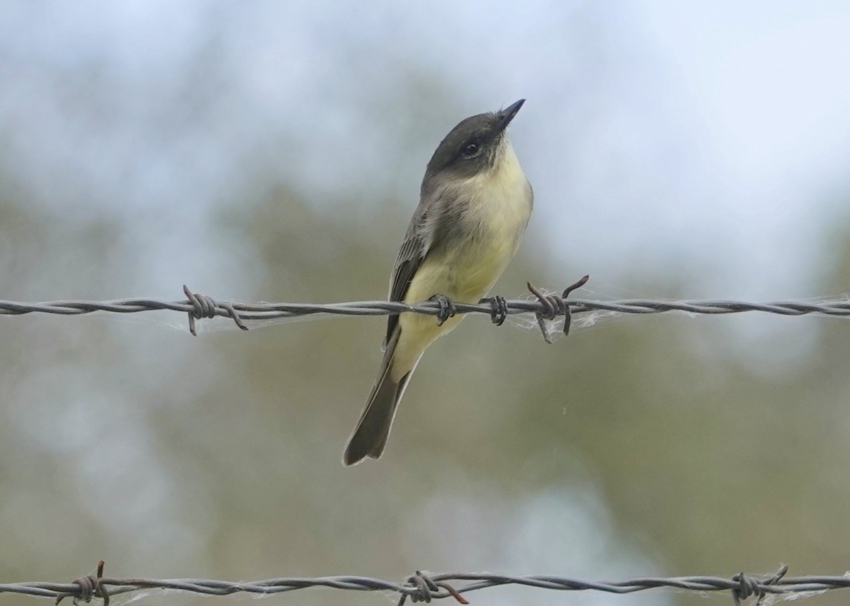 Eastern Phoebe - ML643550955