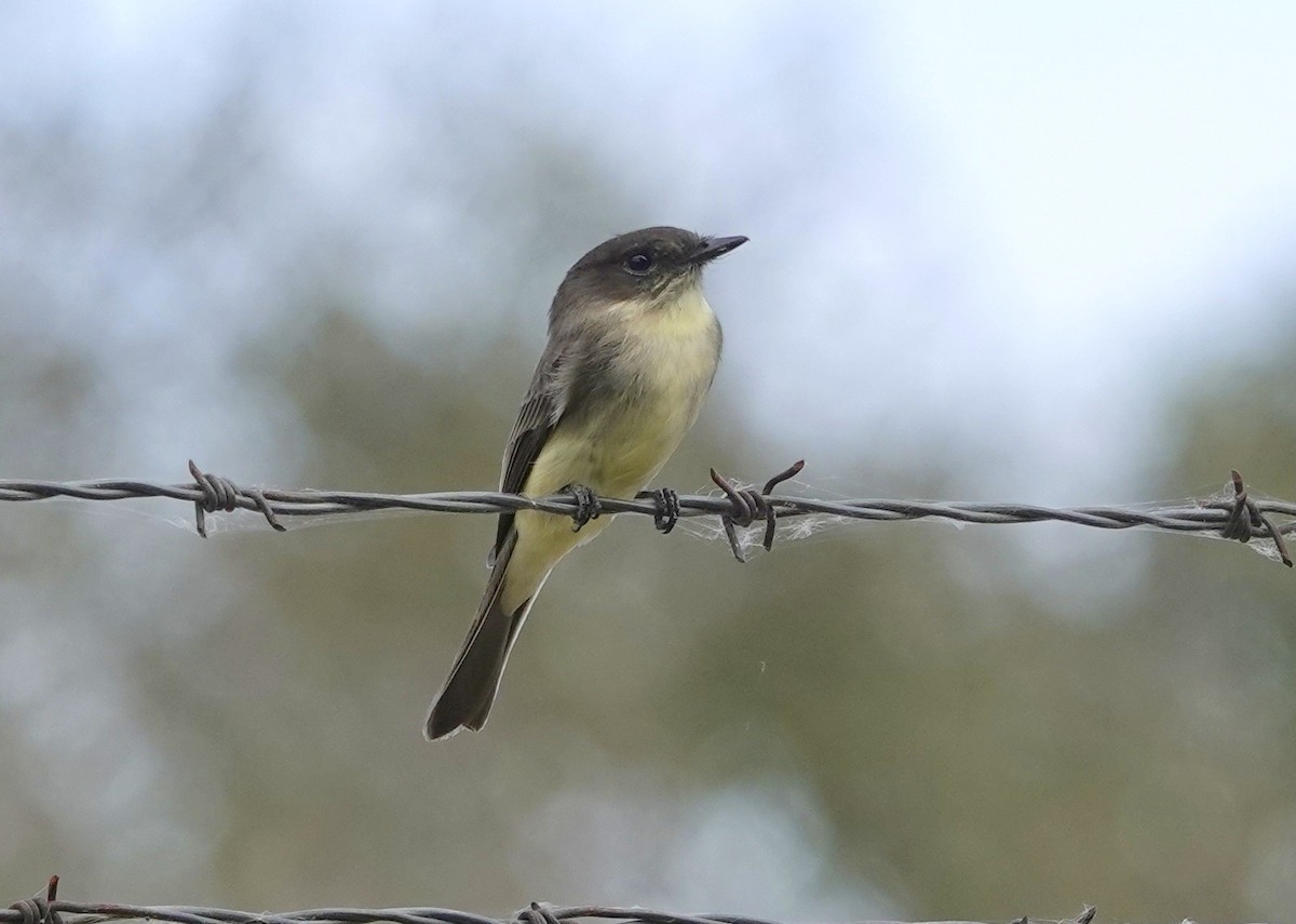 Eastern Phoebe - ML643550956