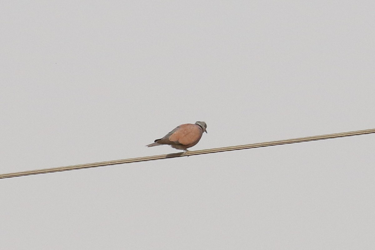 Red Collared-Dove - ML643550957