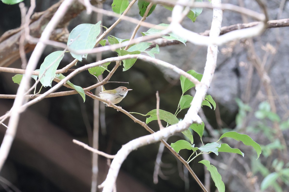 Common Tailorbird - ML643550959