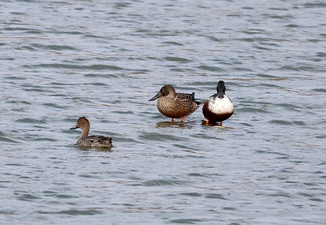 Northern Shoveler - ML643550960