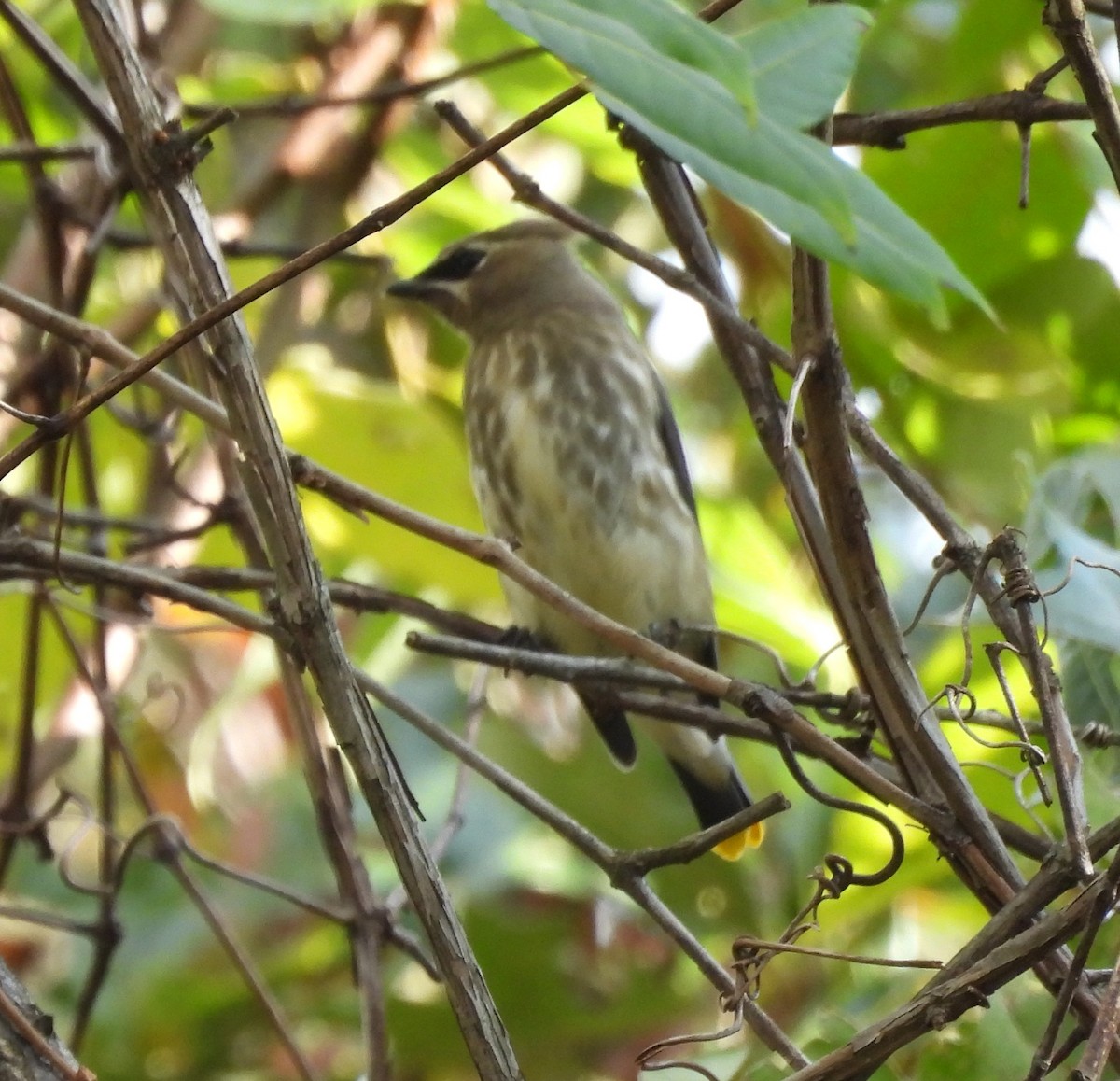 Cedar Waxwing - ML643550961