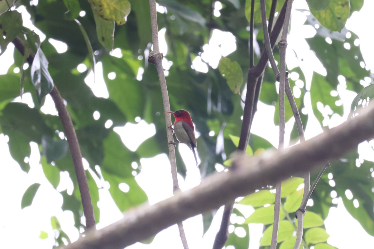 Crimson Sunbird - ML643550973