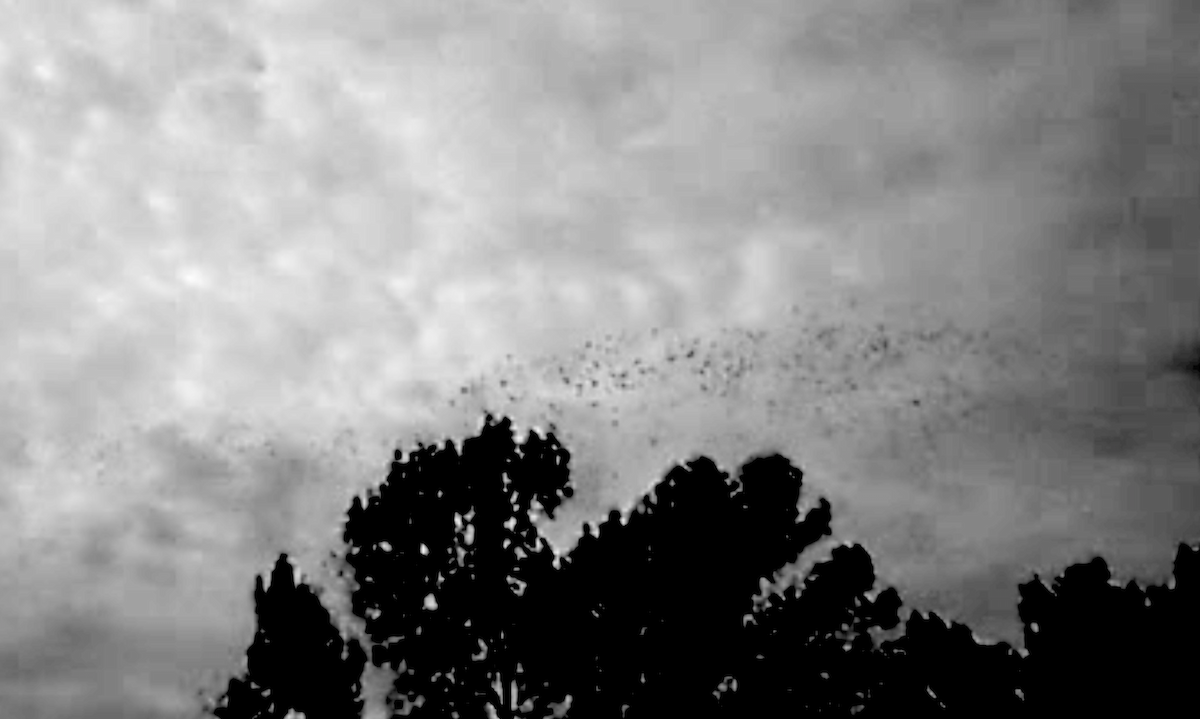 Präriemöwe - ML643551005