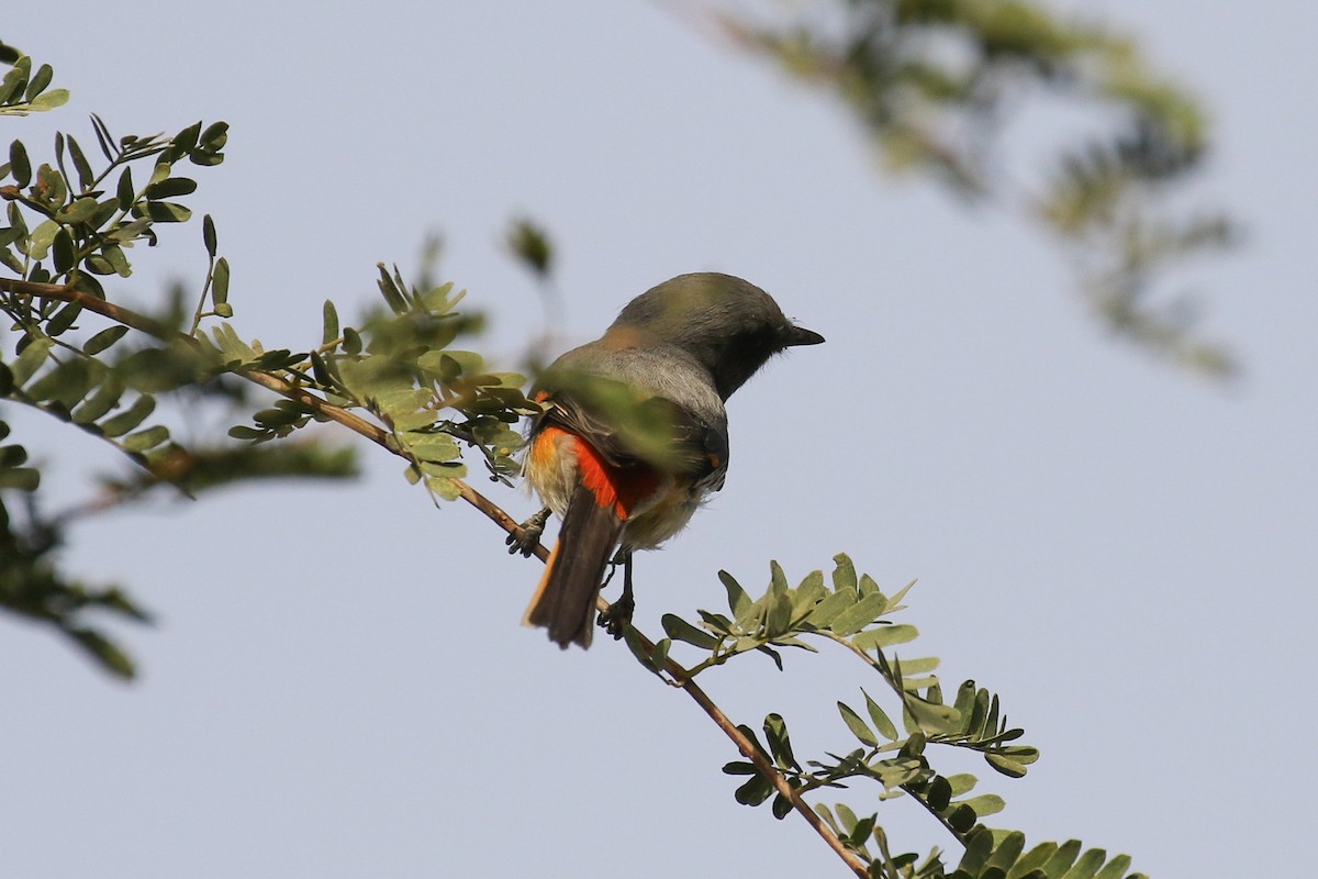 Small Minivet - ML643551008