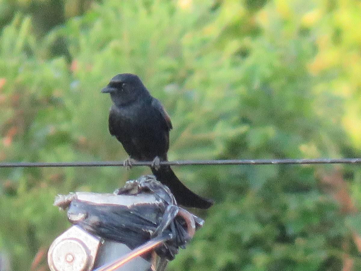Kara Drongo - ML643551023