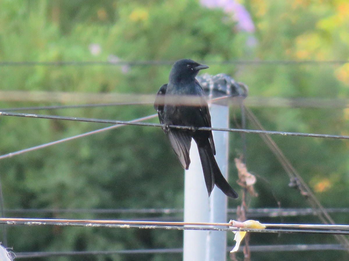 Kara Drongo - ML643551024