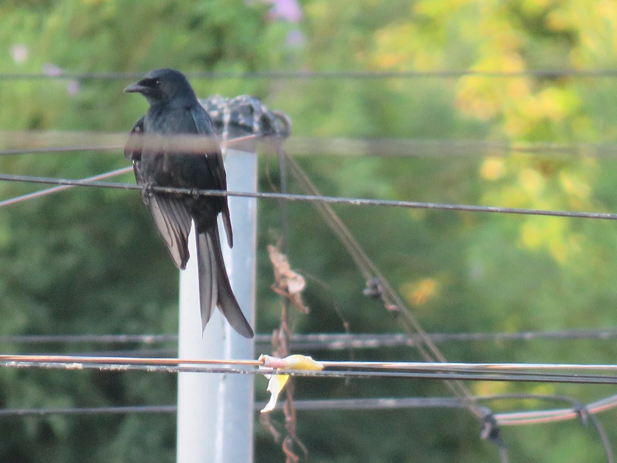 Kara Drongo - ML643551025