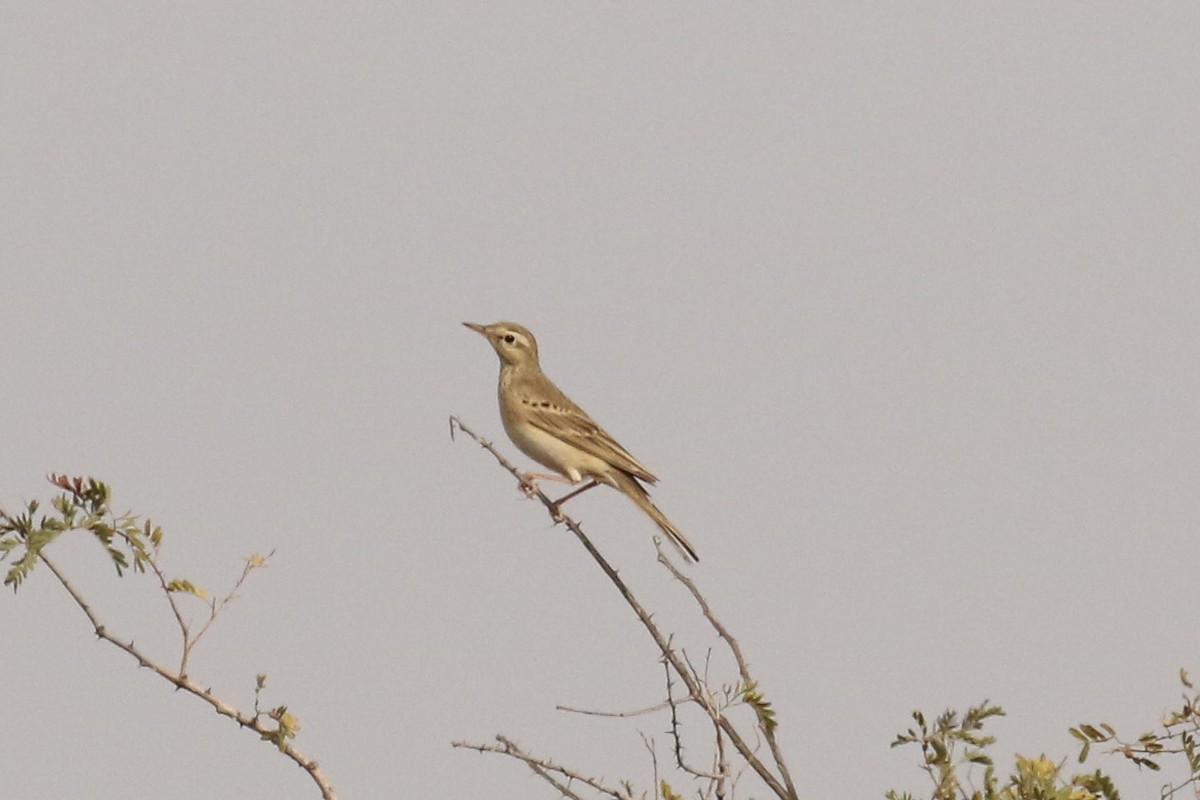 Long-billed Pipit - ML643551035