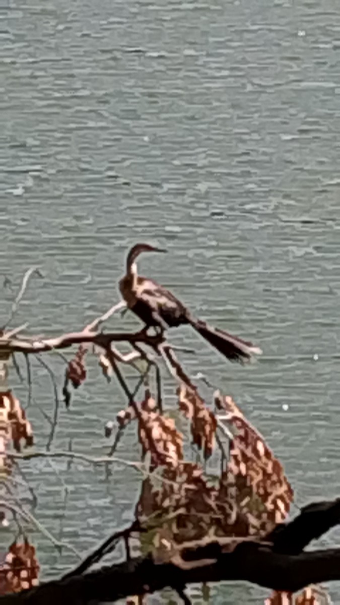 Anhinga - ML643551051