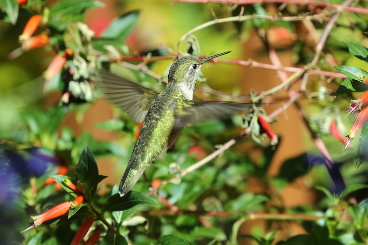 Broad-tailed Hummingbird - ML643551055