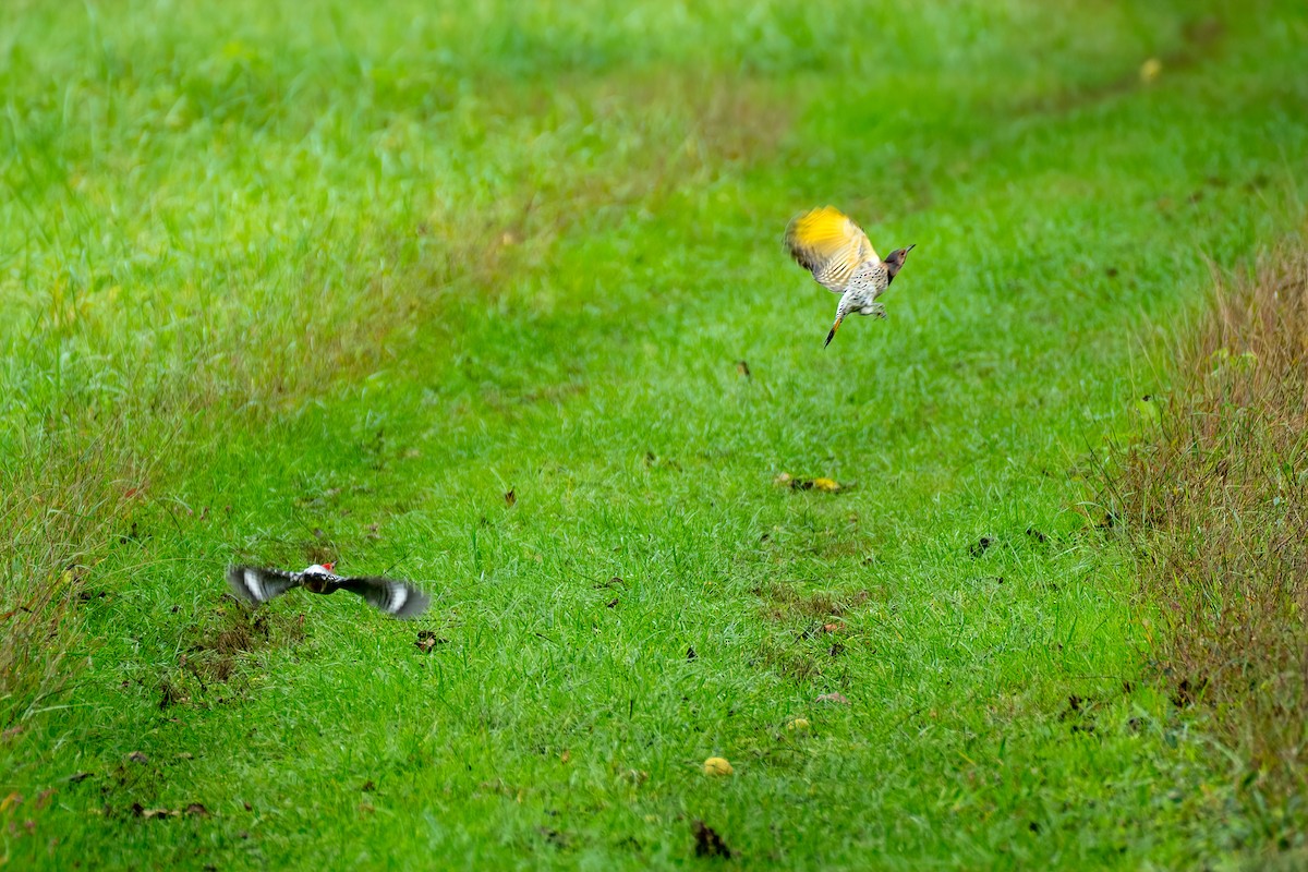 Northern Flicker - ML643551063