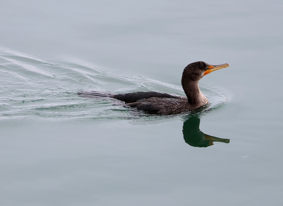 Double-crested Cormorant - ML643551064
