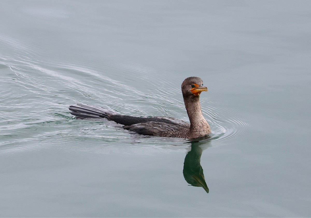 Double-crested Cormorant - ML643551065