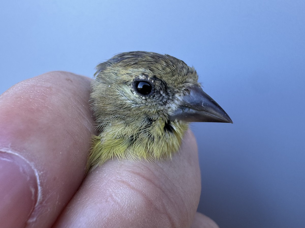 American Goldfinch - ML643551074