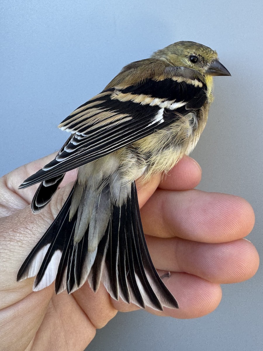 American Goldfinch - ML643551075