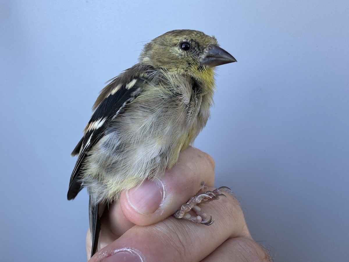 American Goldfinch - ML643551076