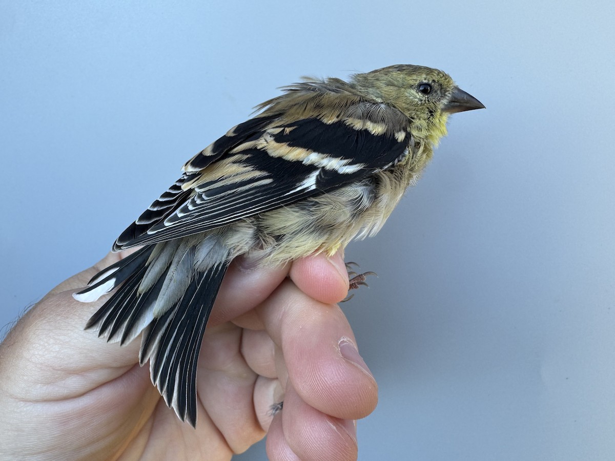 American Goldfinch - ML643551077