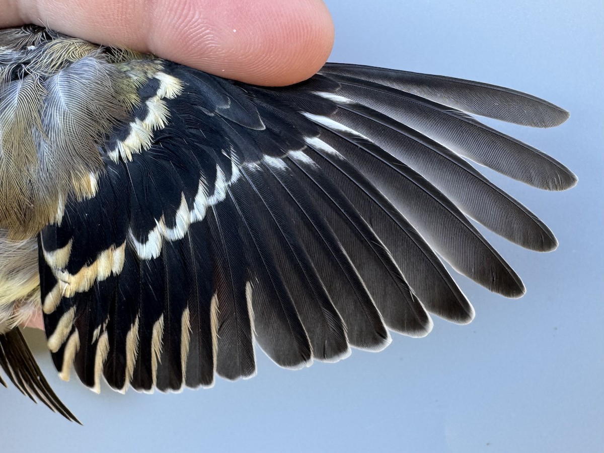 American Goldfinch - ML643551079