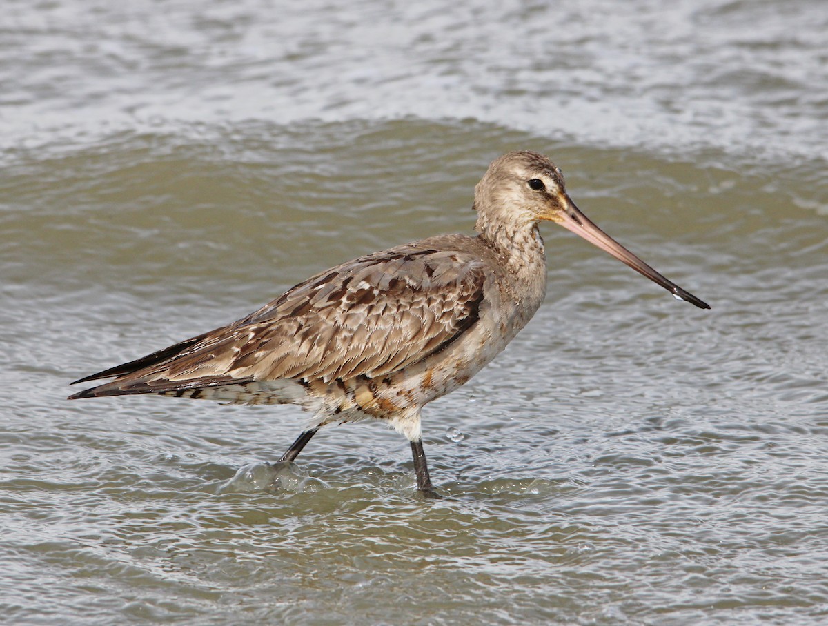 Hudsonian Godwit - ML643551084