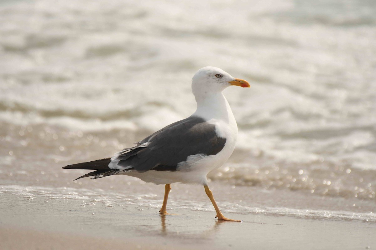 Lesser Black-backed Gull - ML643551088