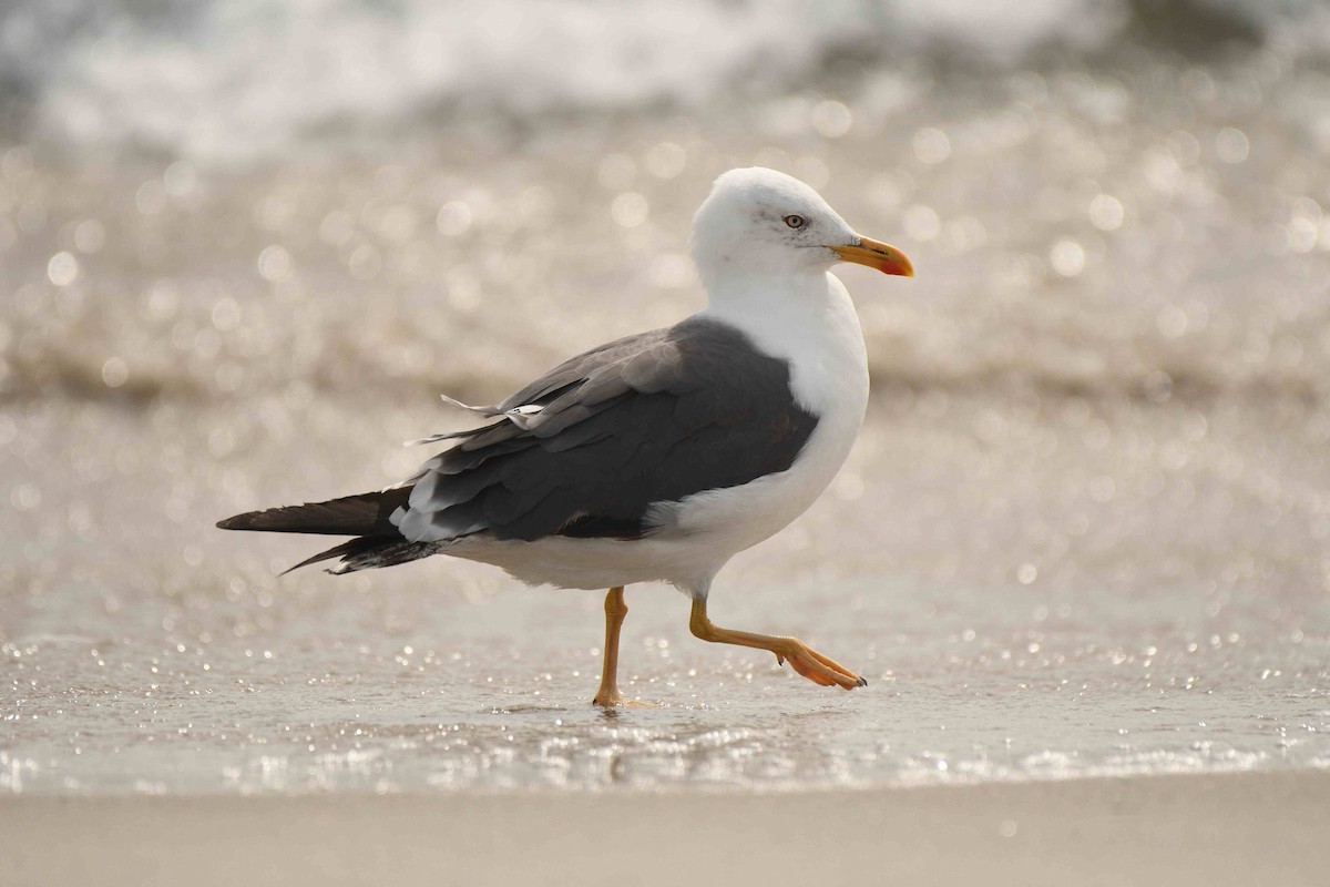 Lesser Black-backed Gull - ML643551089