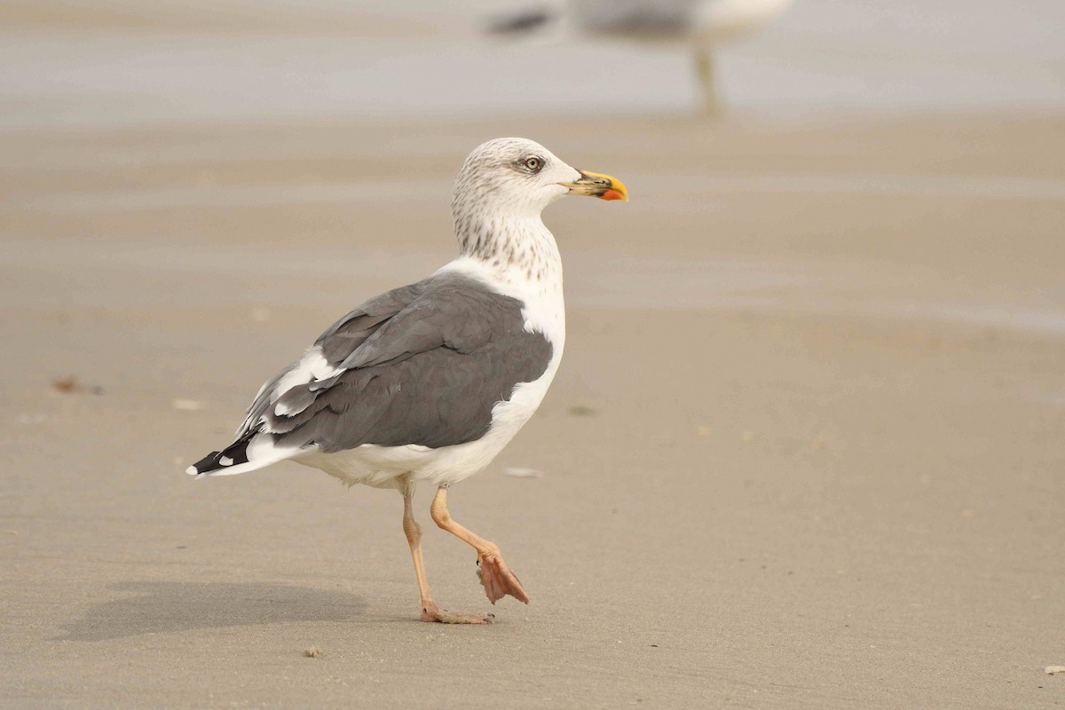 Lesser Black-backed Gull - ML643551090