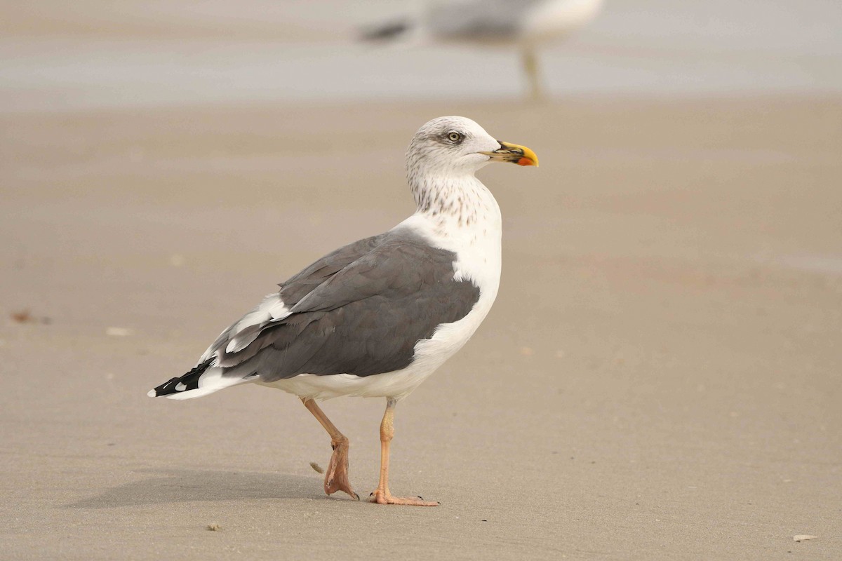 Lesser Black-backed Gull - ML643551091