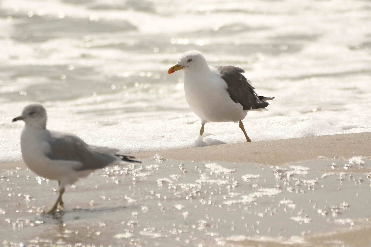 Lesser Black-backed Gull - ML643551092
