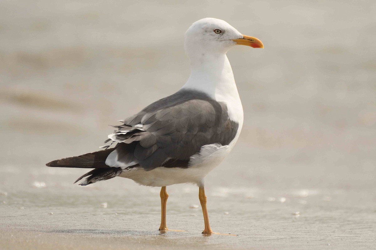 Lesser Black-backed Gull - ML643551093