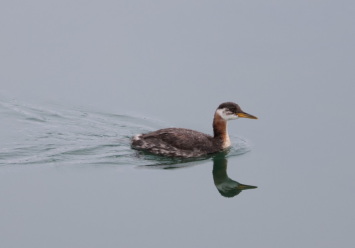 Red-necked Grebe - ML643551108