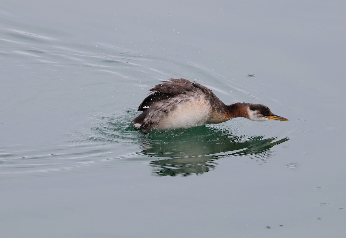 Red-necked Grebe - ML643551109