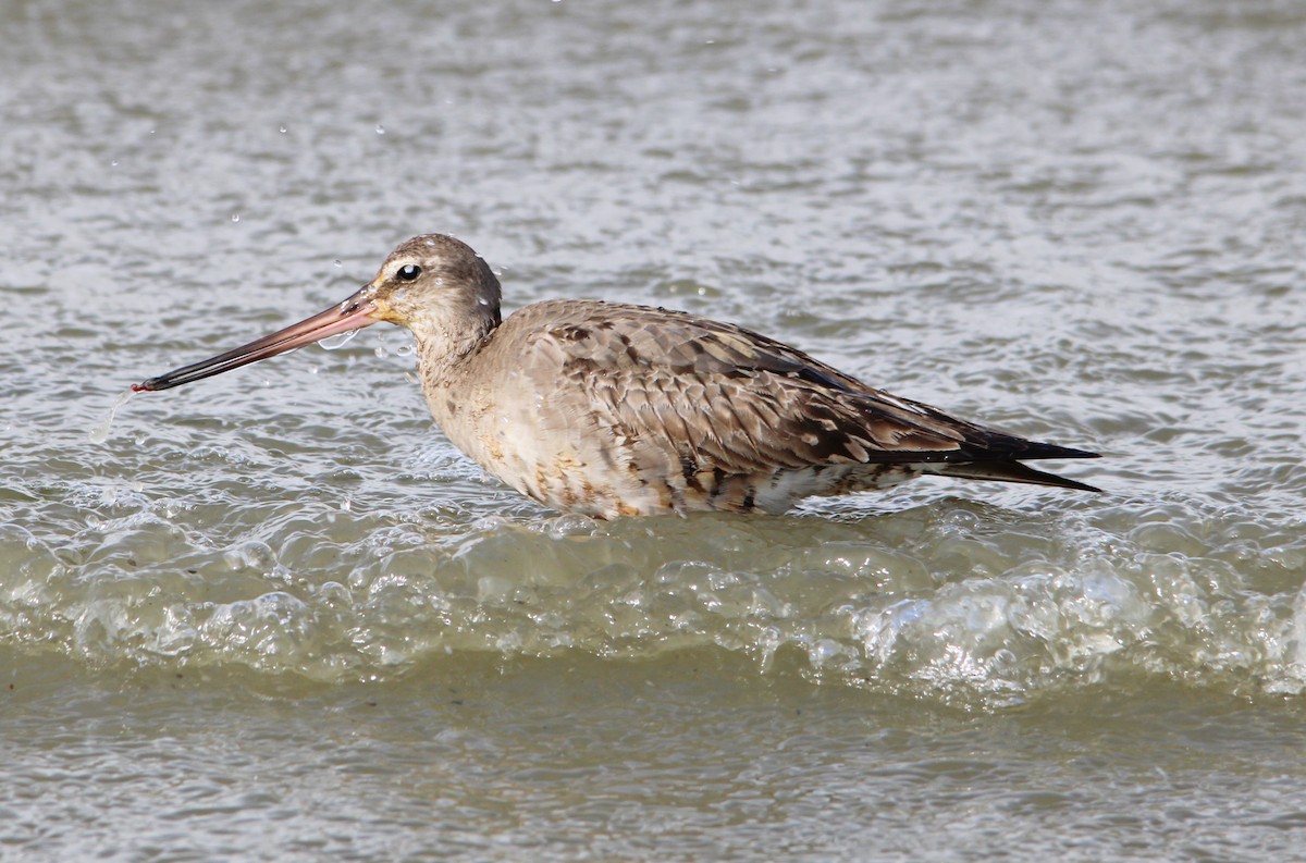 Hudsonian Godwit - ML643551115