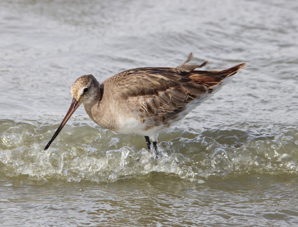 Hudsonian Godwit - ML643551121